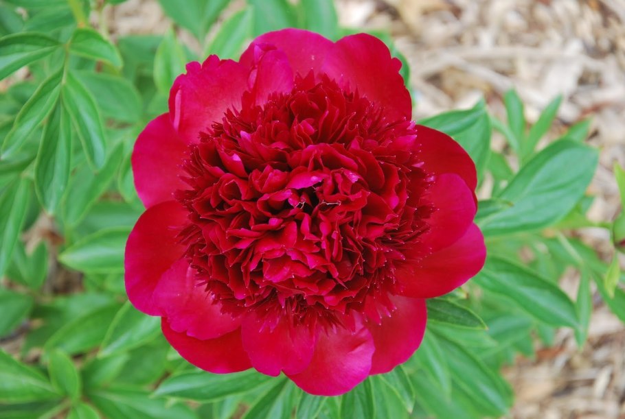 Пион ред Чарм