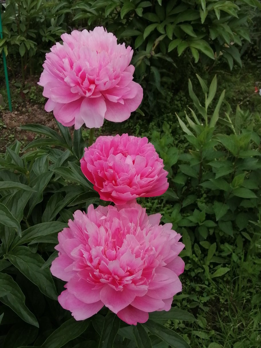 Пион Блэк Бьюти