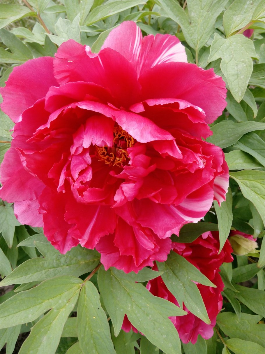 Пионы референс