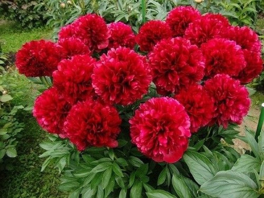 Пион древовидный Алые паруса