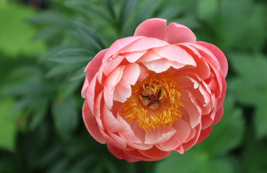 Пион Ито-гибрид дарк айз