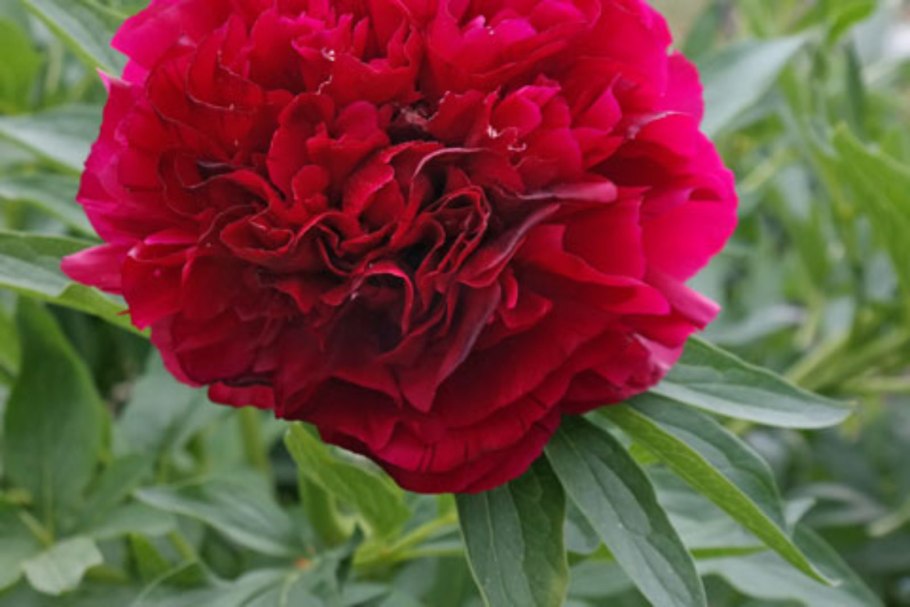 Пион оффициналис рубра плена