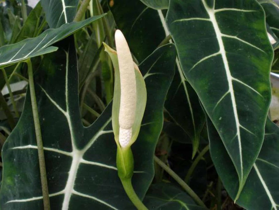 Алоказия macrorrhiza lutea