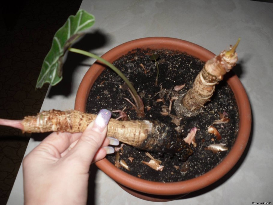 Алоказия фараон