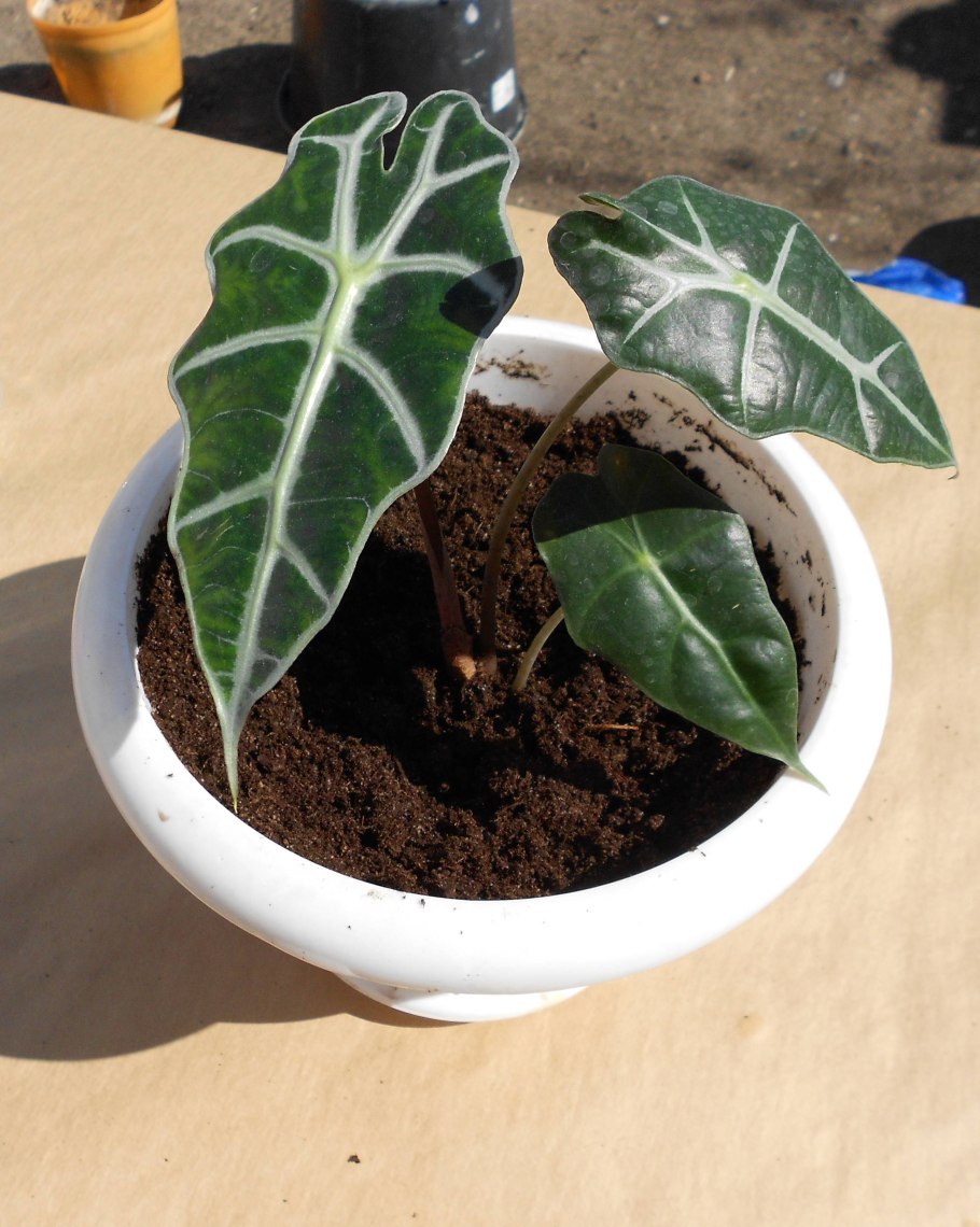 Алоказия толстостебельная