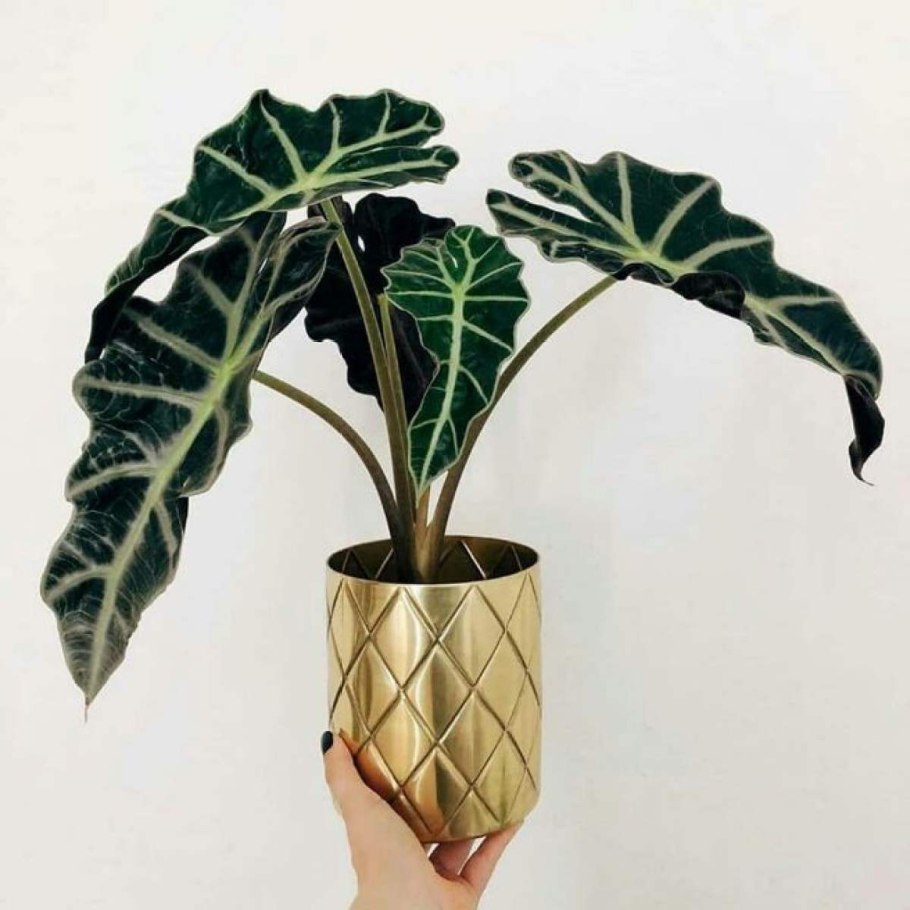 Алоказия Клеопатра фото