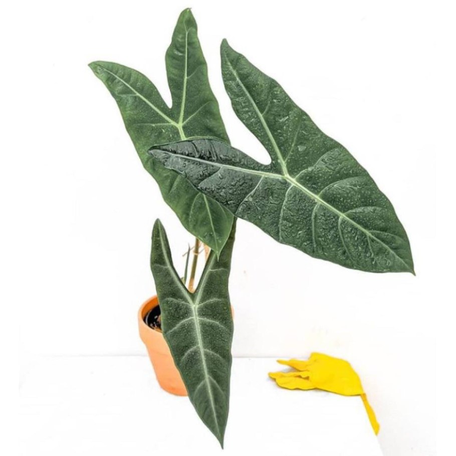 Alocasia vs Colocasia