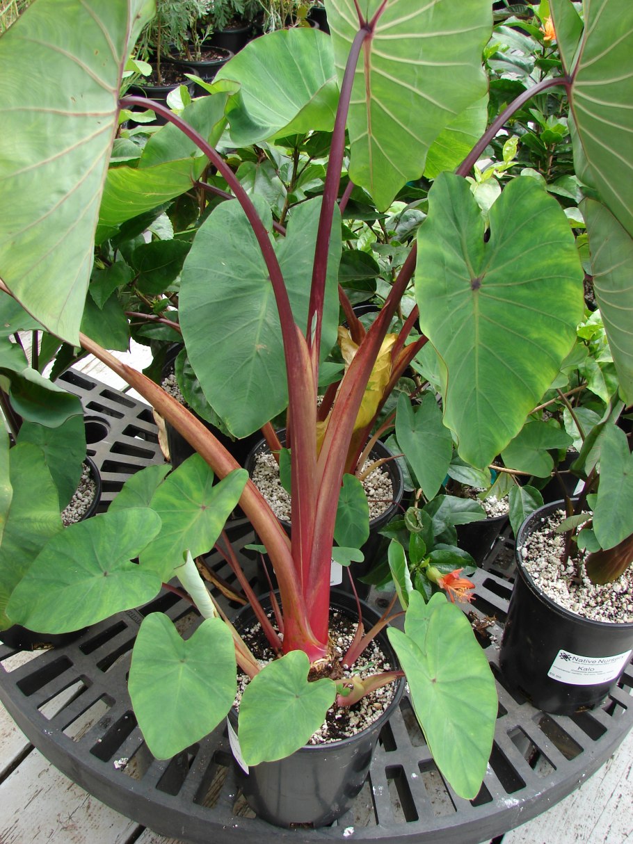 Лоурайдер алоказия