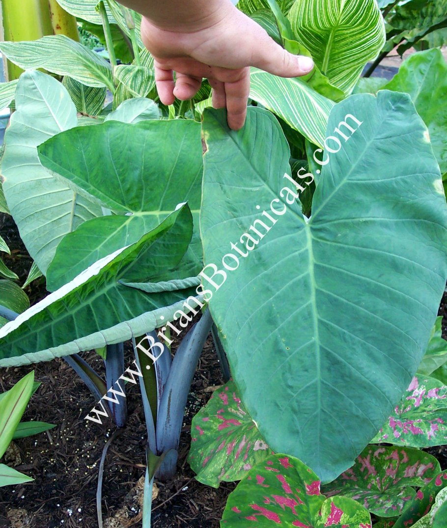 Колоказия клубневая