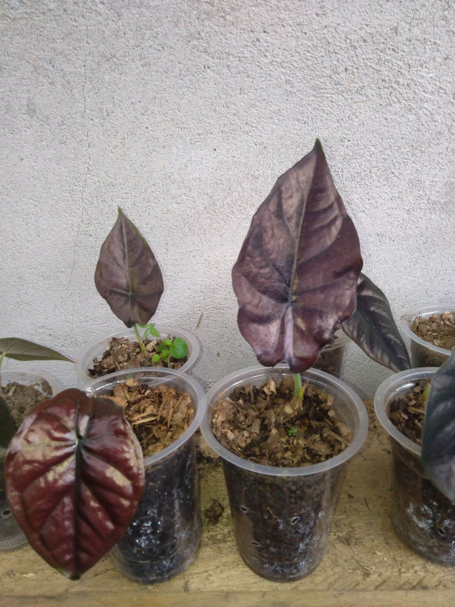 Алоказия Блэк Полли