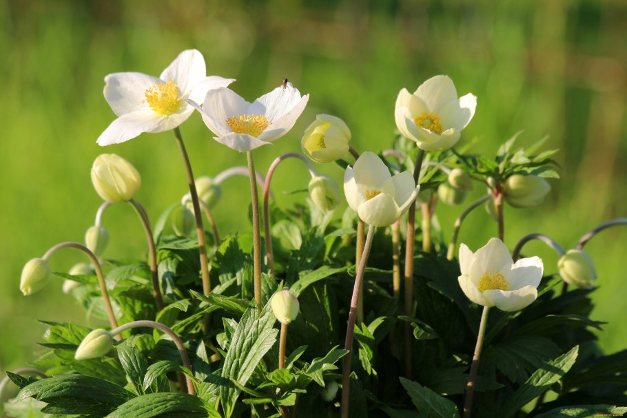 Ветреница (анемона) Лесная (Anemone Sylvestris)