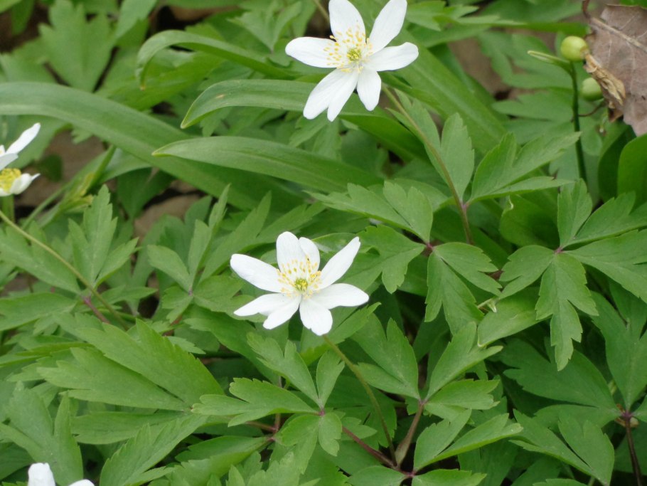 Ветреница Лесная (Anemone Sylvestris)