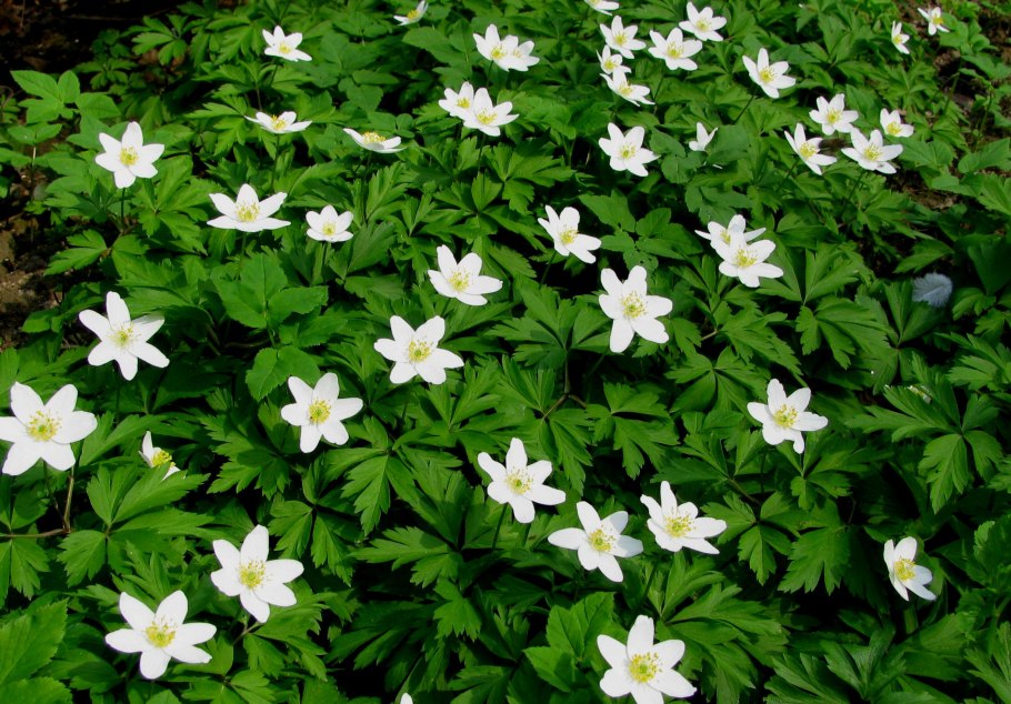 Подснежник ветреница Лесная