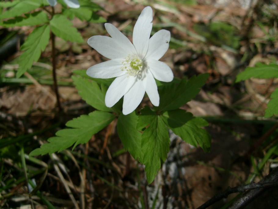 Ветреница Альпийская