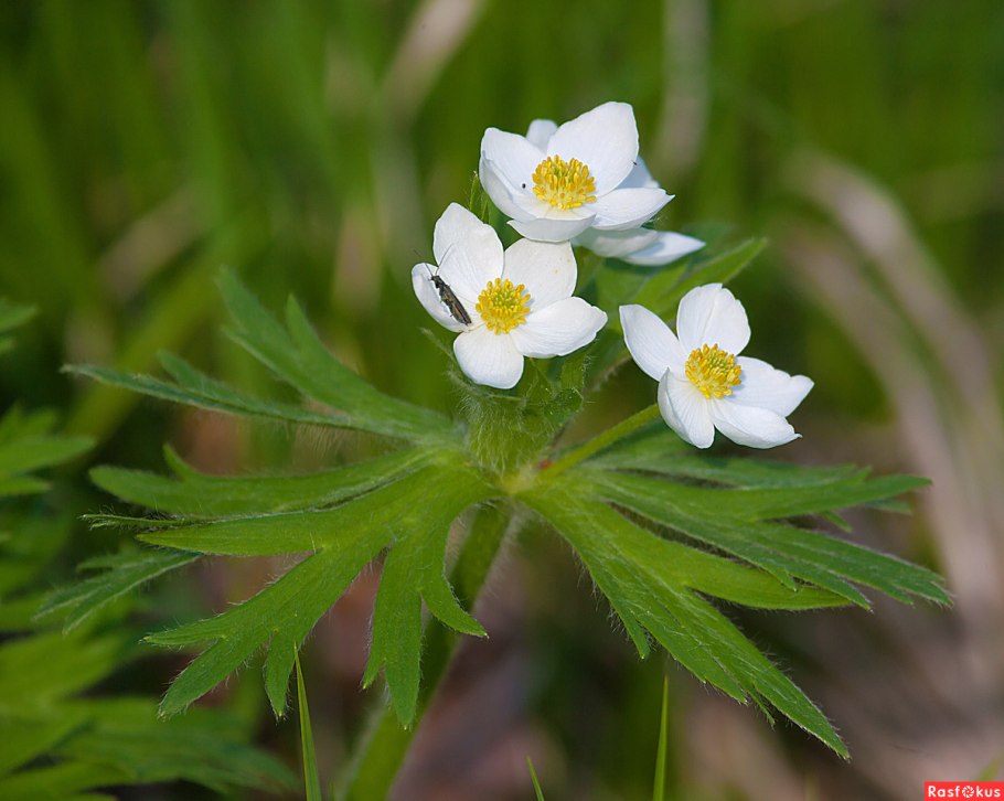 Анемона Лесная Мадонна