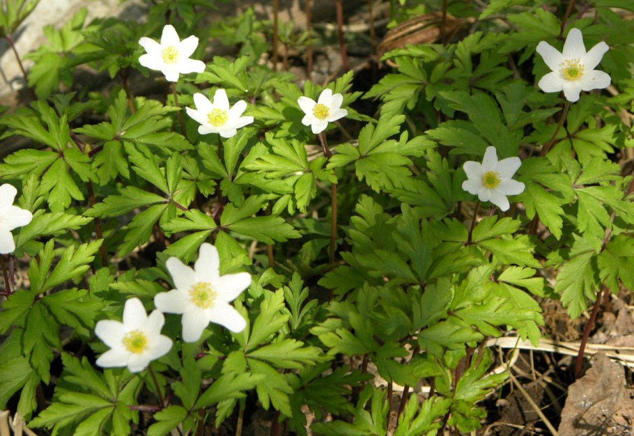 Anemone ветреница Дубравная