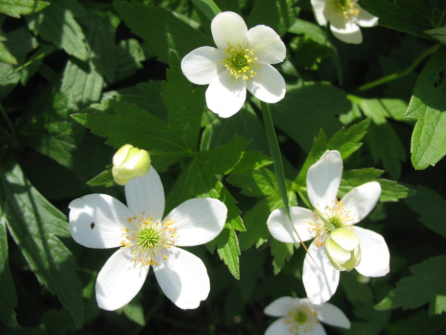 Ветреница Лесная - Anemone Sylvestris l.