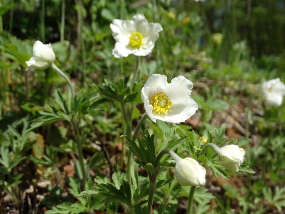 Ветреница туполопастная