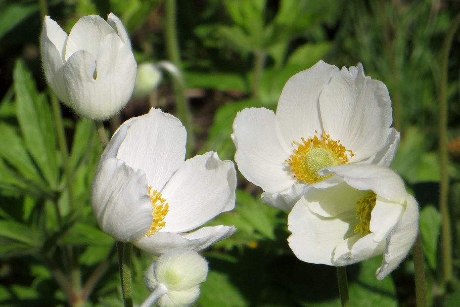 Ветреница Дубравная (Anemone nemorosa)