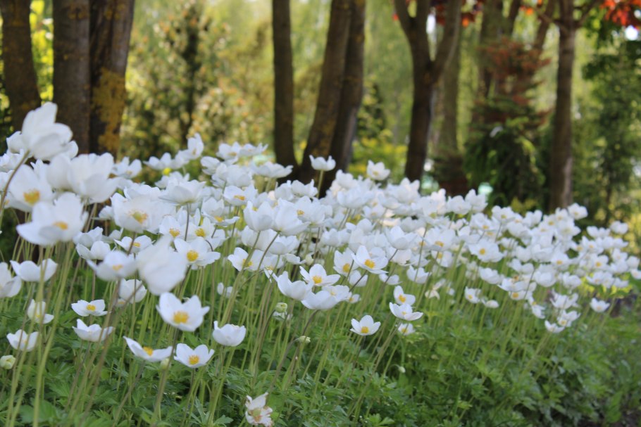 Ветреница вильчатая