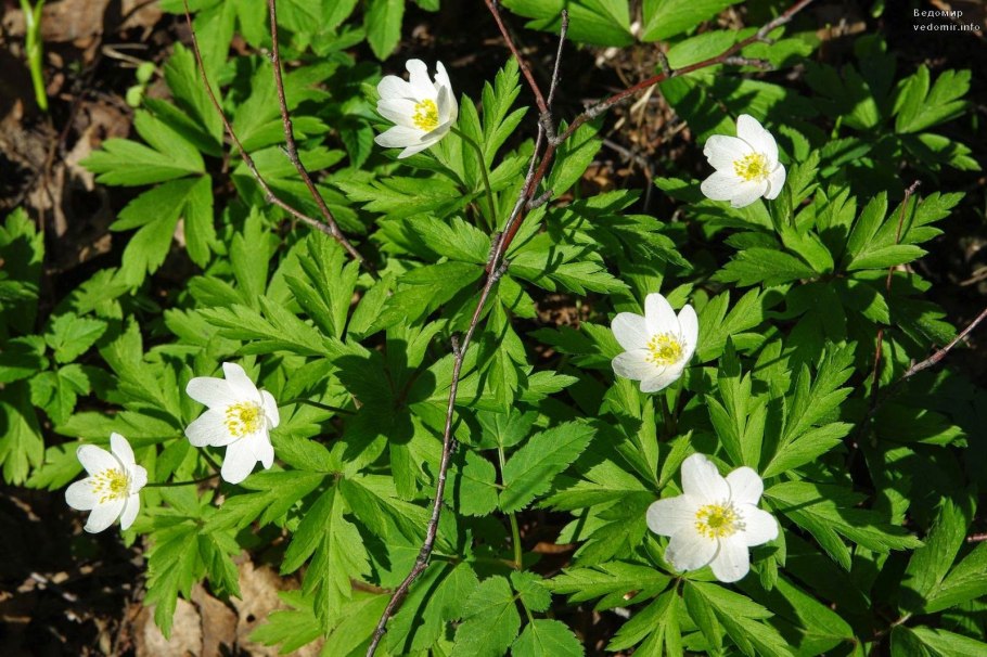 Анемон, ветреница (Anemone)