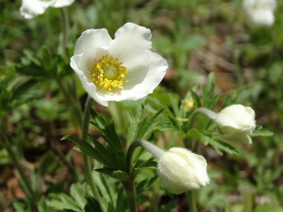 Ветреница Дубравная анемона