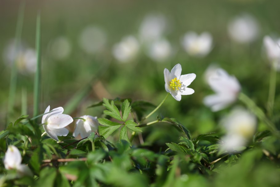 Ветреница Лесная - Anemone Sylvestris l.
