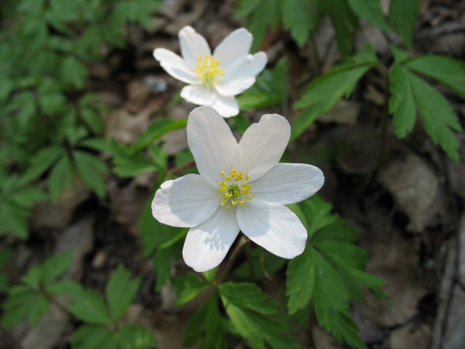Ветреница Лесная - Anemone Sylvestris l.
