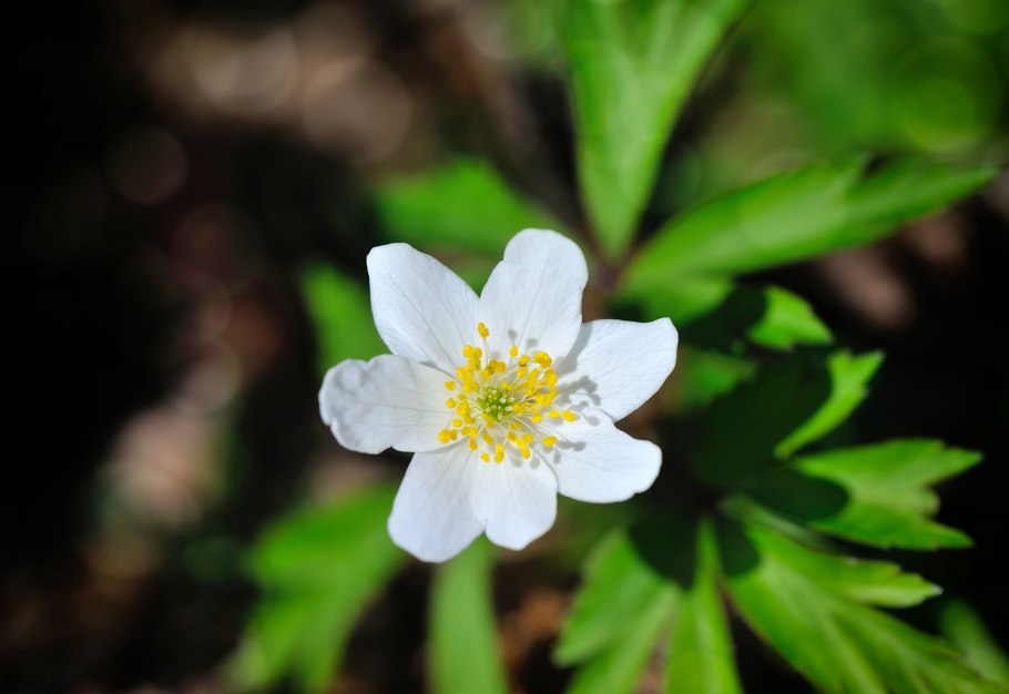 Ветреница (анемона) Лесная (Anemone Sylvestris)