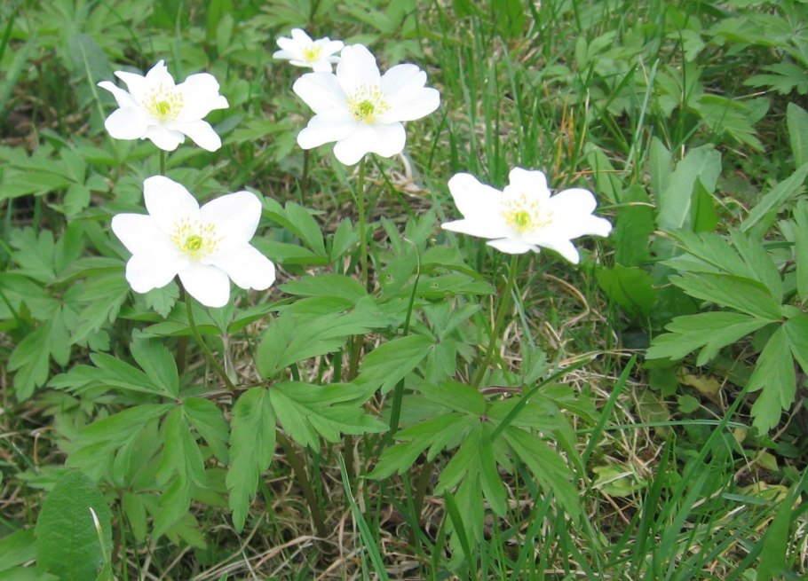 Ветреница (анемона) Лесная (Anemone Sylvestris)