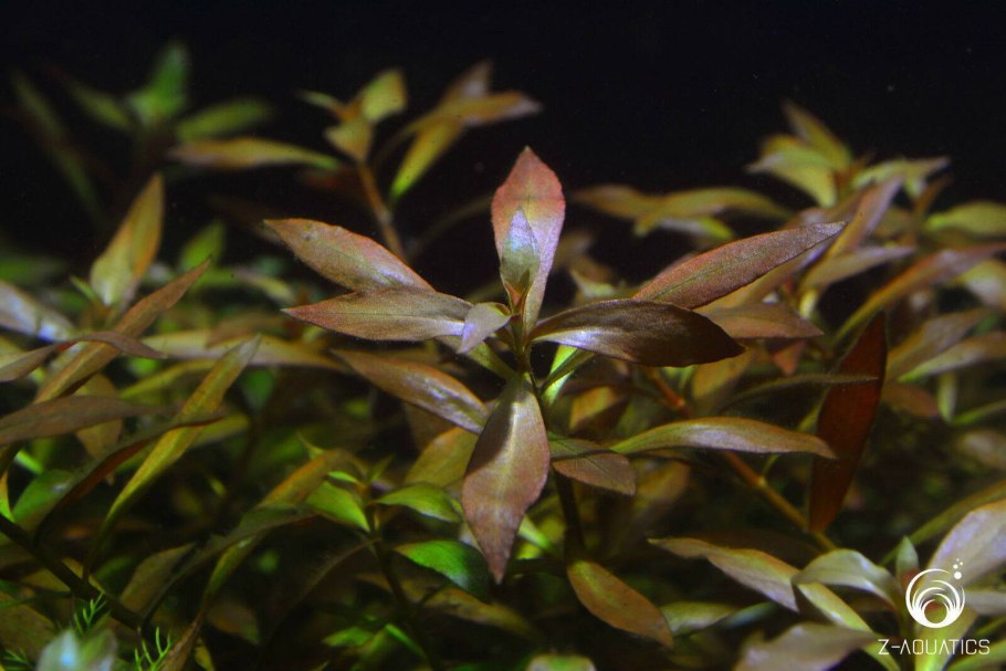 Людвигия Болотная узколистная