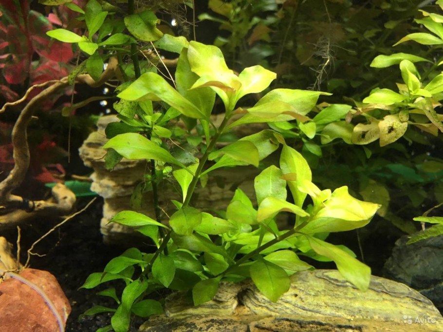 Людвигия ползучая