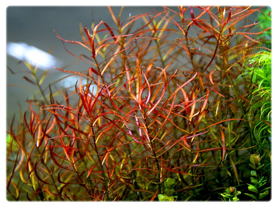 Людвигия ползучая аквариумное