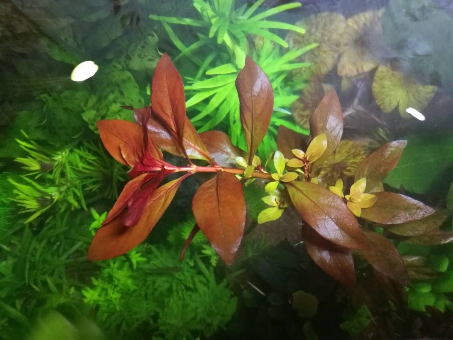 Людвигия Болотная узколистная