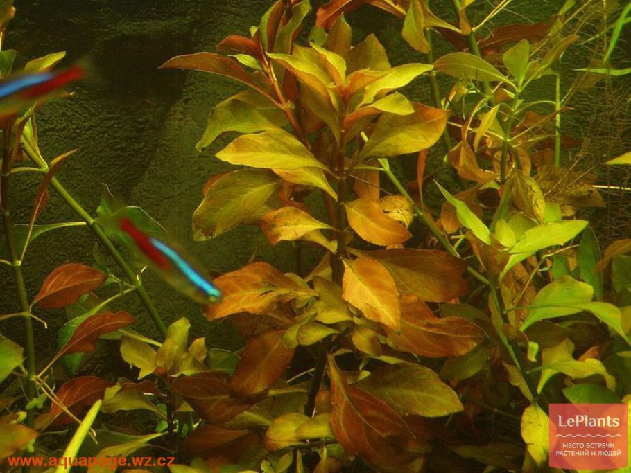 Людвигия ползучая аквариумное