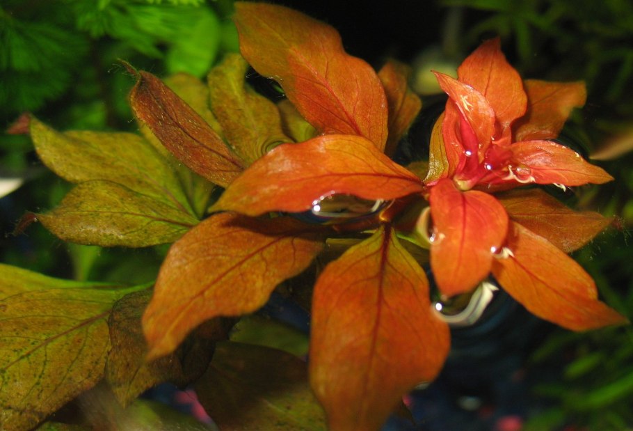 Людвигия гландулоза Перуанская