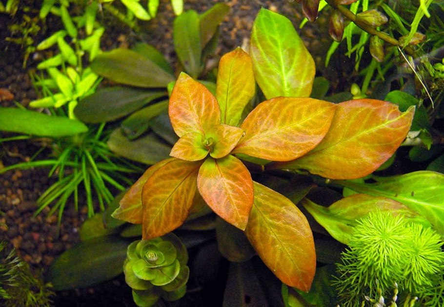 Людвигия ползучая (Ludwigia repens)