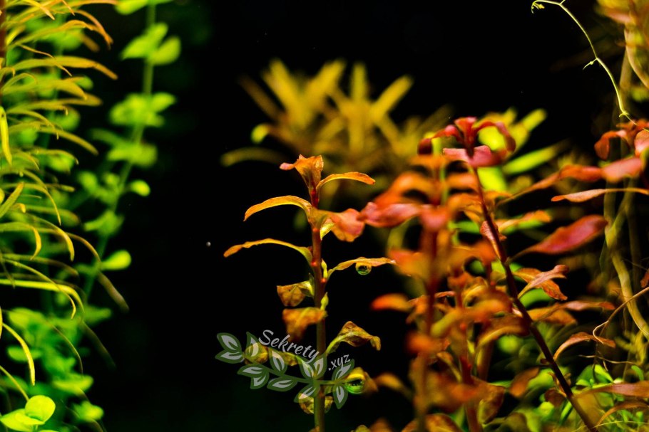 Людвигия супер ред