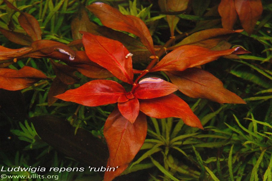 Людвигия палюстрис