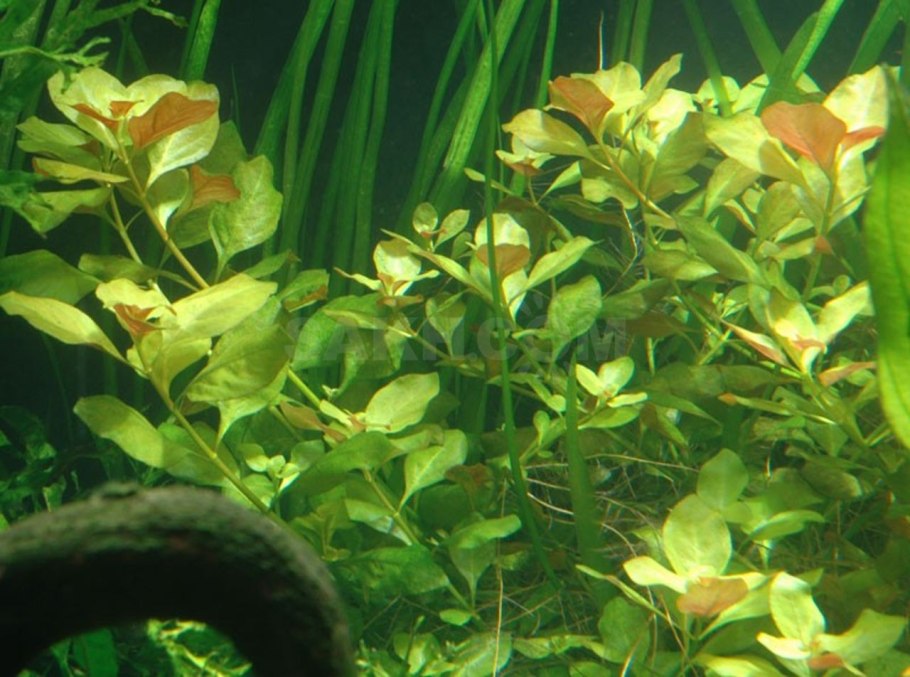 Людвигия Болотная (палюстрис)