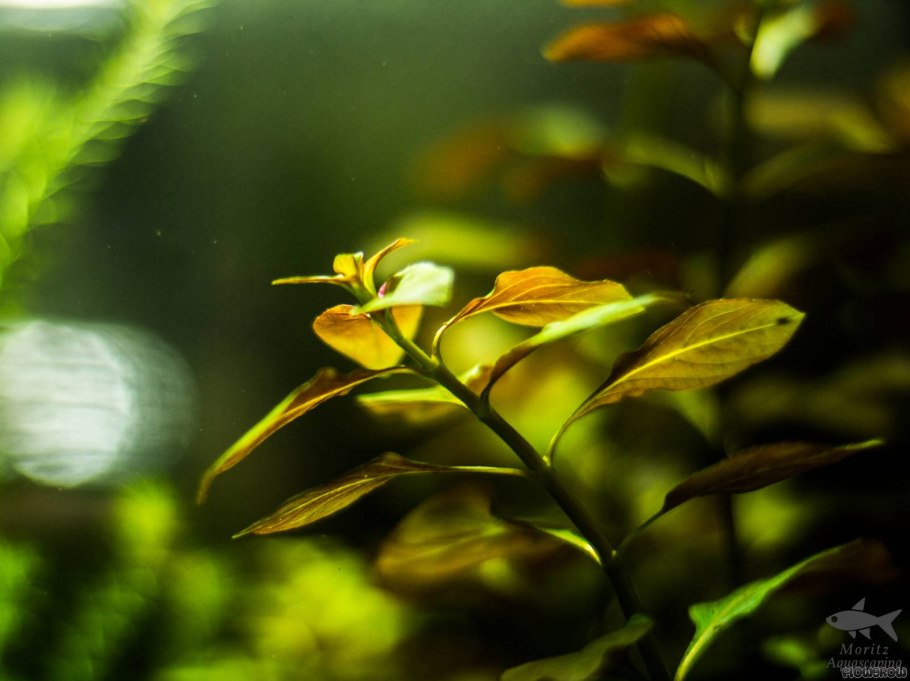 Людвигия Репенс