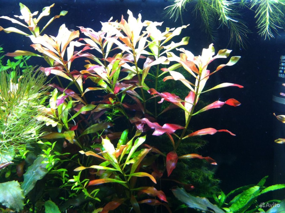 Людвигия ползучая (палюстрис)