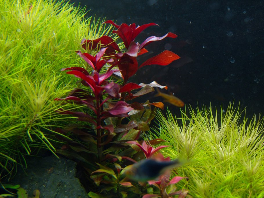 Людвигия рубин