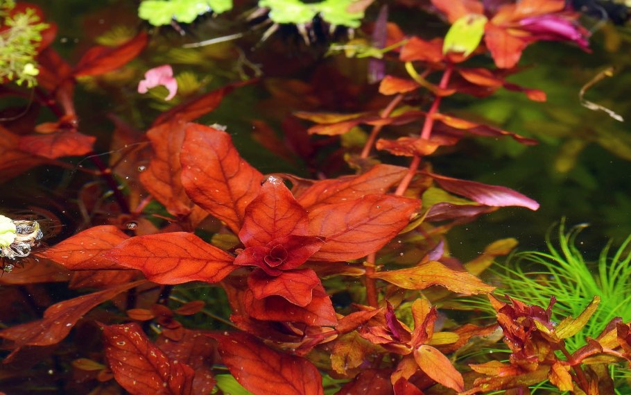 Людвигия ползучая репенс