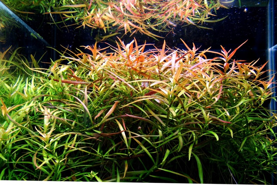 Людвигия Аркуата