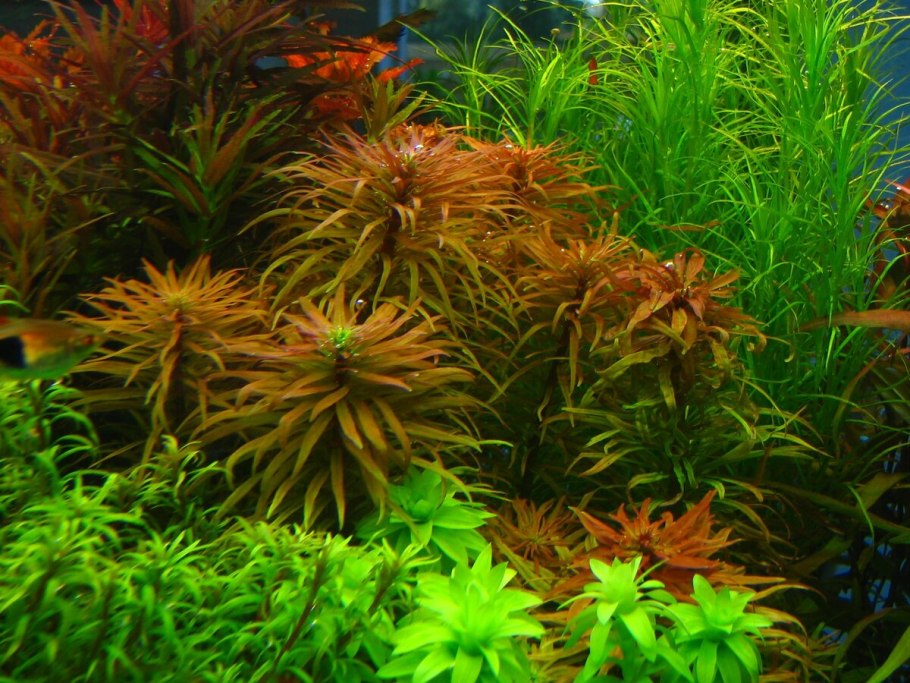 Людвигия инклината