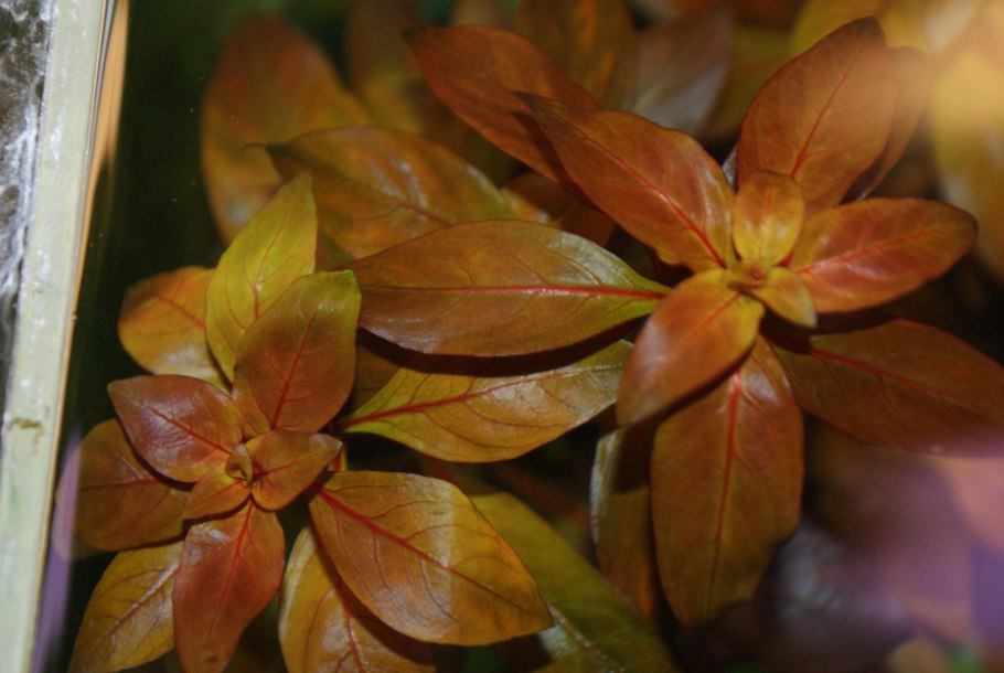 Людвигия алата (Ludwigia alata)