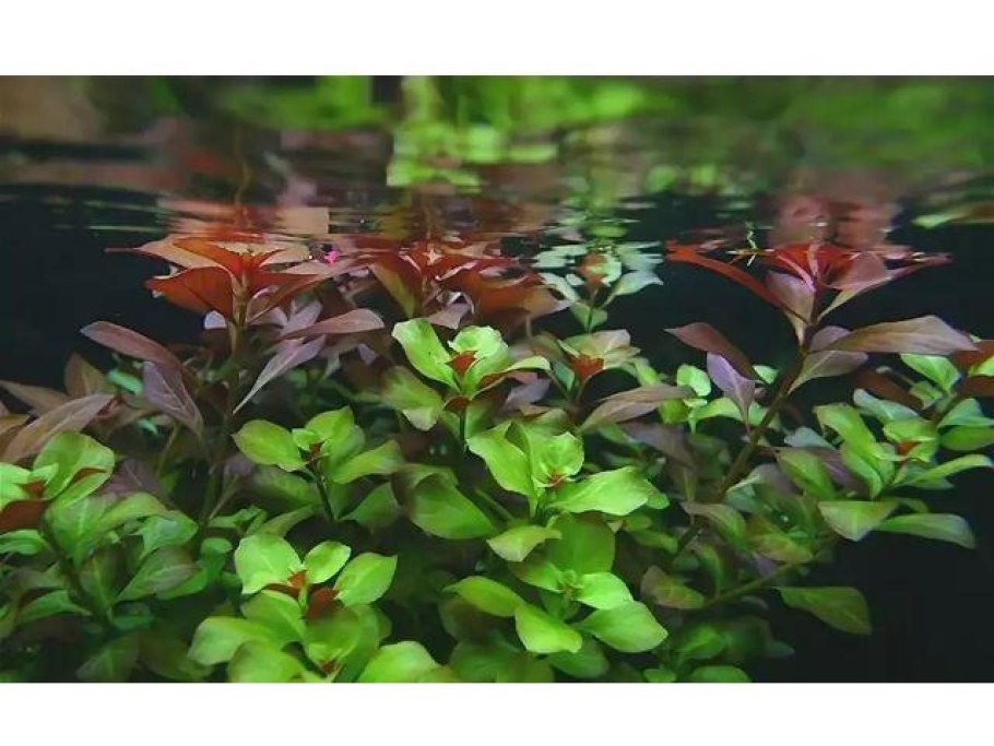 Водоросли для аквариума Людвигия