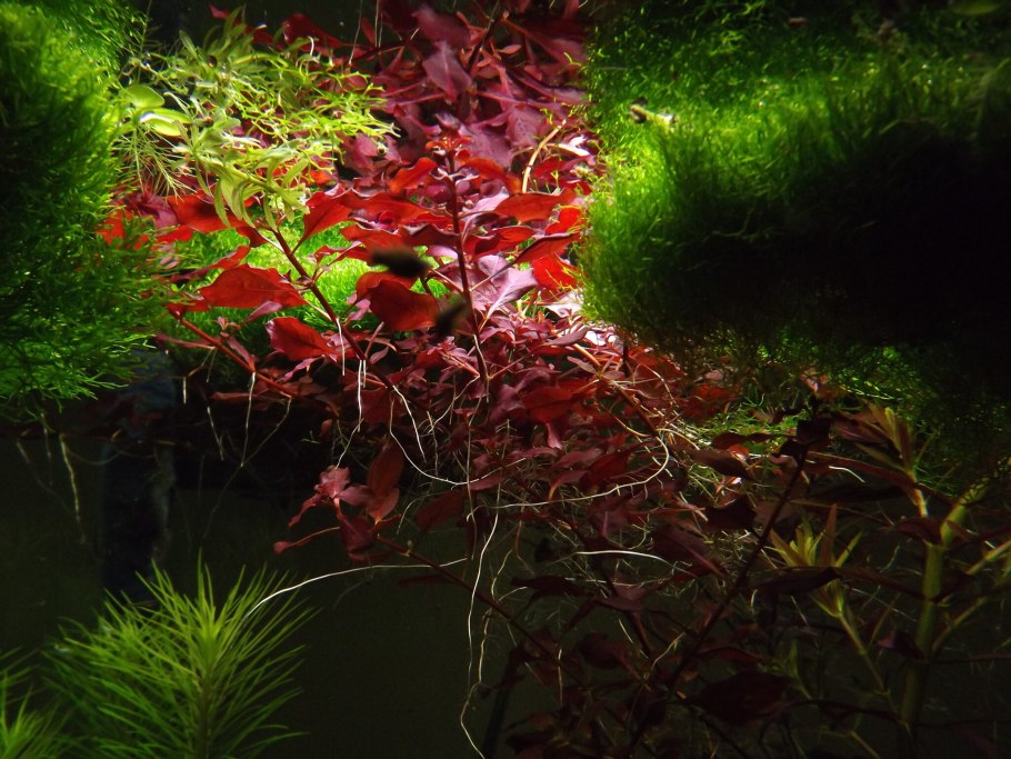 Людвигия Репенс Рубин