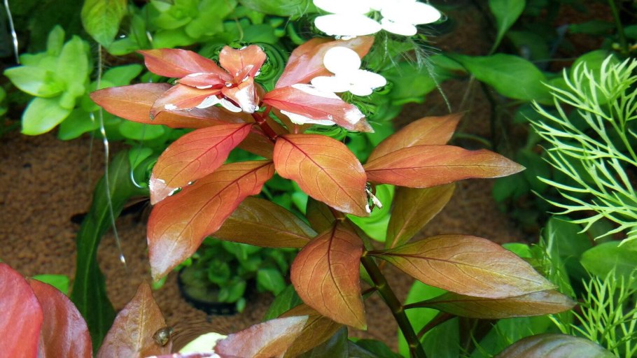 Людвигия палюстрис ред